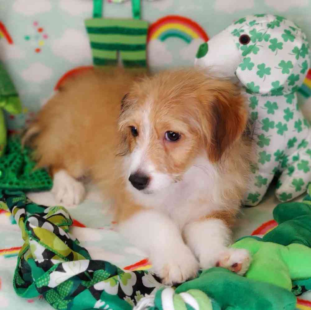 Male Toy Aussiedoodle Puppy for sale