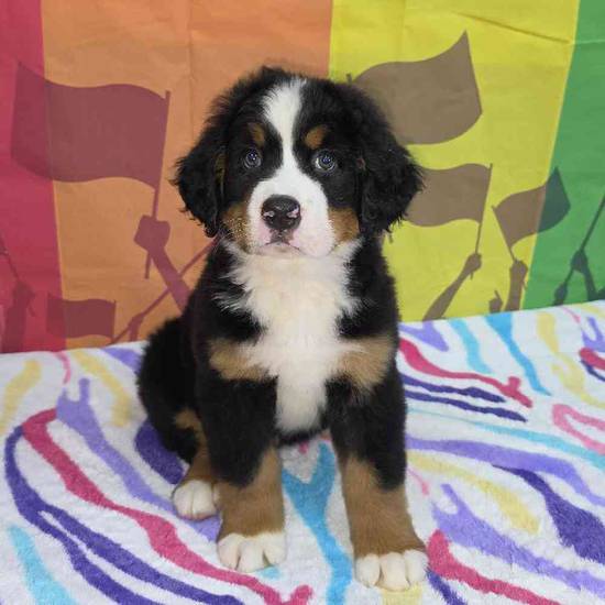 Bernese Mountain Dog