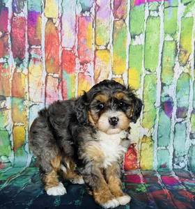 Bernedoodle