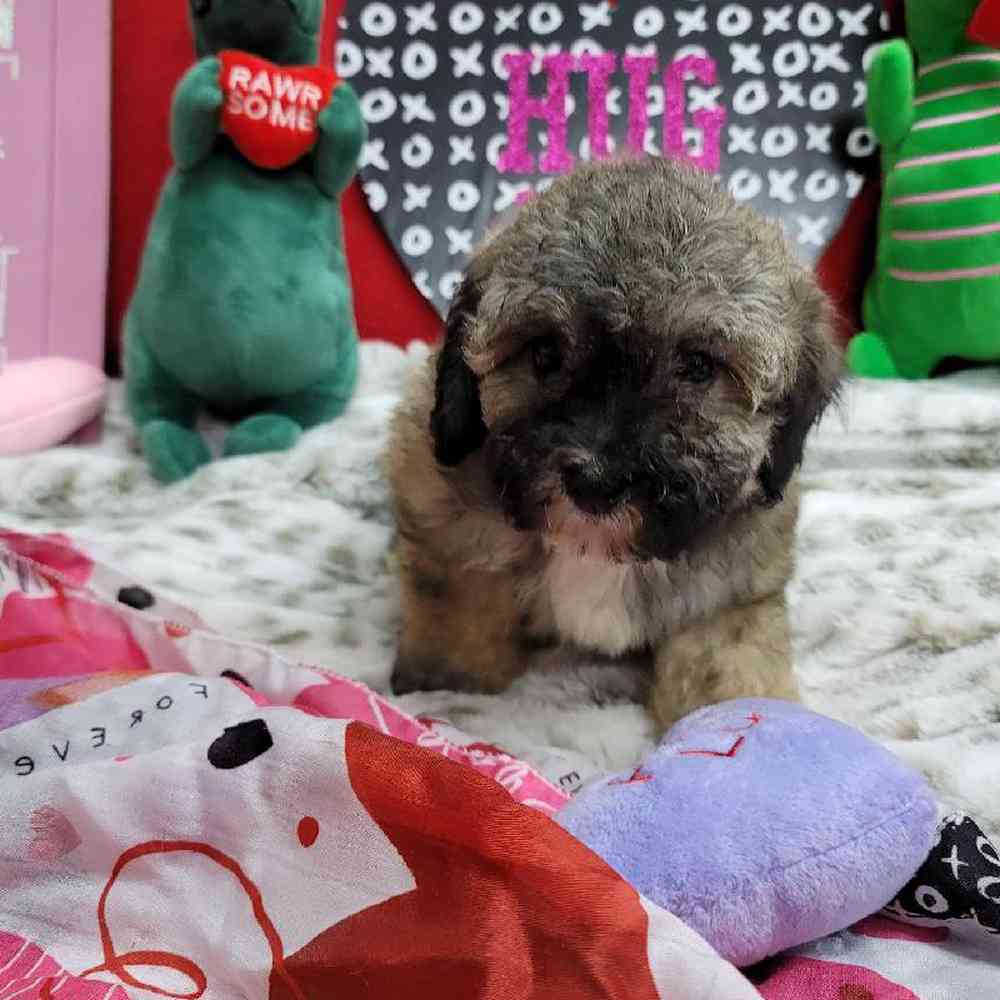 Female Bichonpoo Puppy for Sale in Virginia Beach, VA