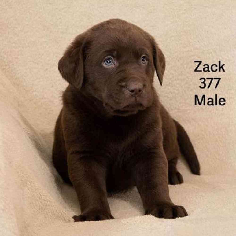 Male Labrador Retriever Puppy for Sale in Virginia Beach, VA