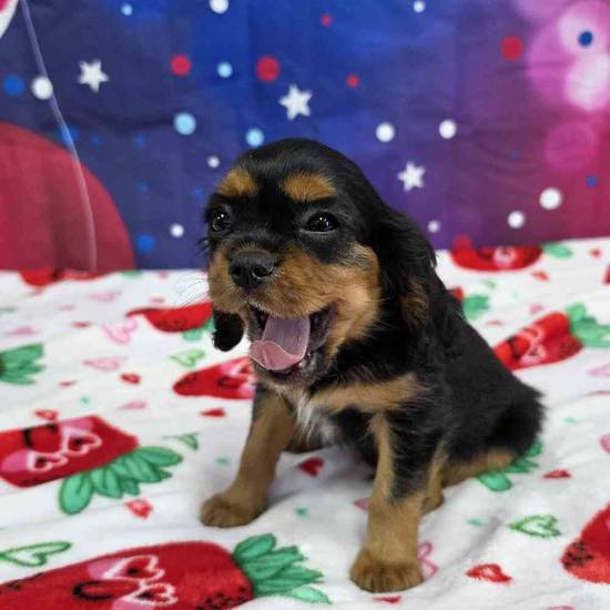 Cavalier King Charles Spaniel