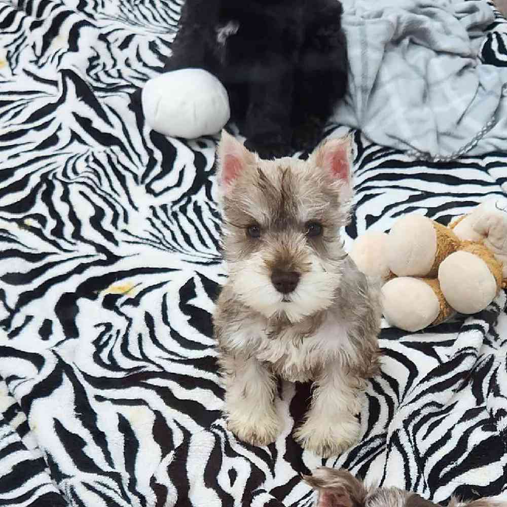 Female Mini Schnauzer Puppy for Sale in Virginia Beach, VA