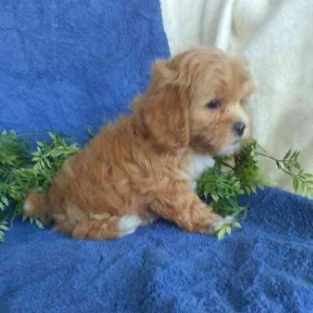 Female Shipoo Puppy for Sale in Virginia Beach, VA