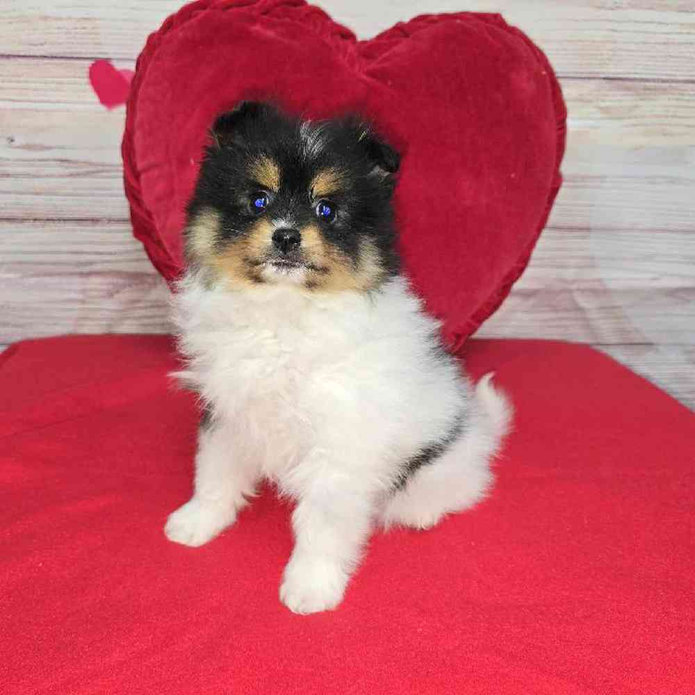 Female Pomeranian Puppy for Sale in Virginia Beach, VA