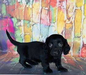 Dachshund