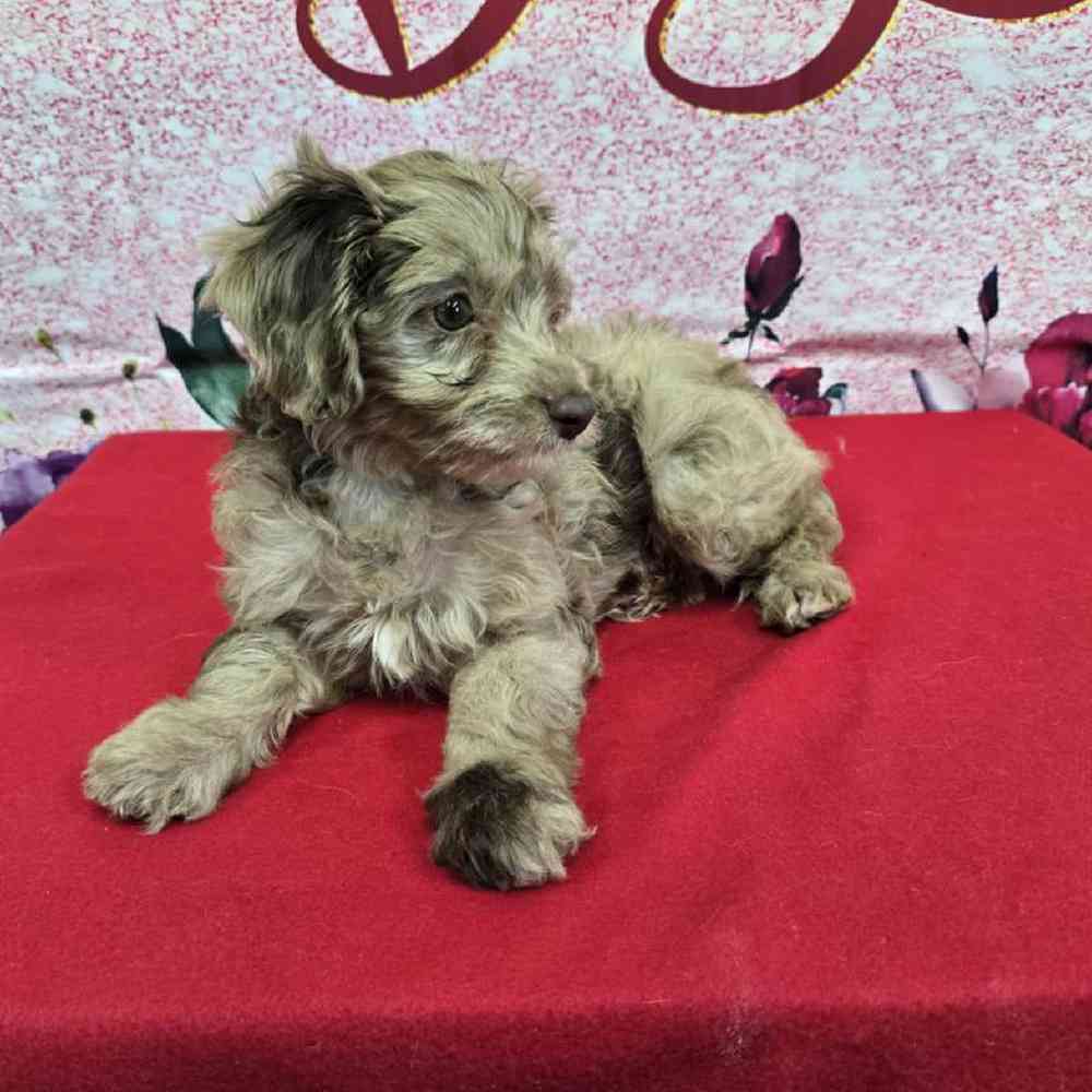 Female Havapoo Puppy for Sale in Virginia Beach, VA