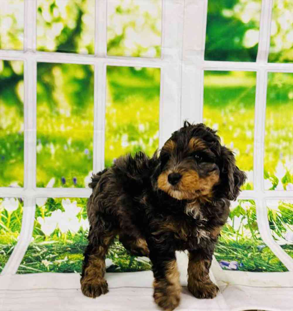 Image of a pet breed in the gallery