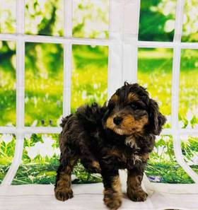 Mini Bernadoodle