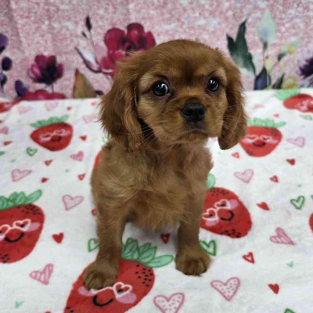 Female Cavalier King Charles Spaniel Puppy for Sale in Virginia Beach, VA