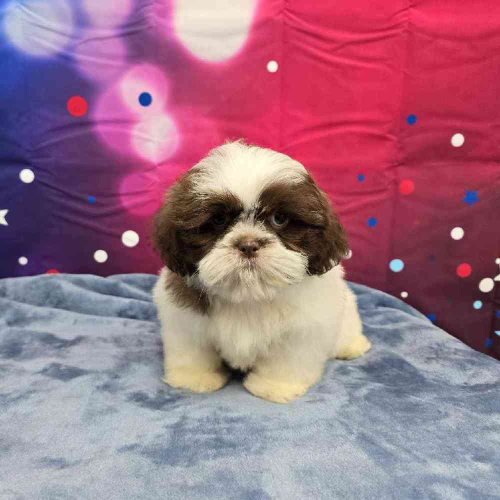 Male Shih Tzu Puppy for Sale in Virginia Beach, VA