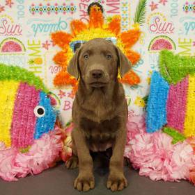 Labrador Retriever