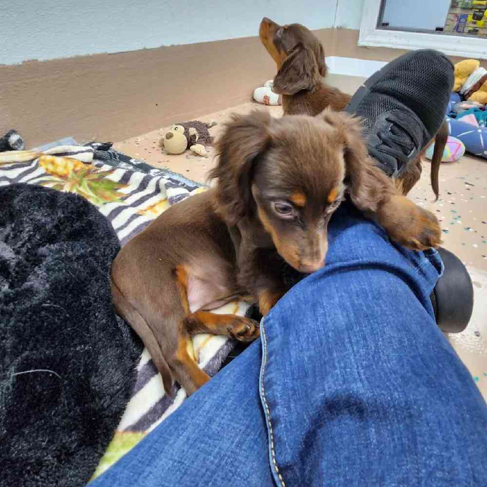 Female Dachshund Puppy for Sale in Virginia Beach, VA