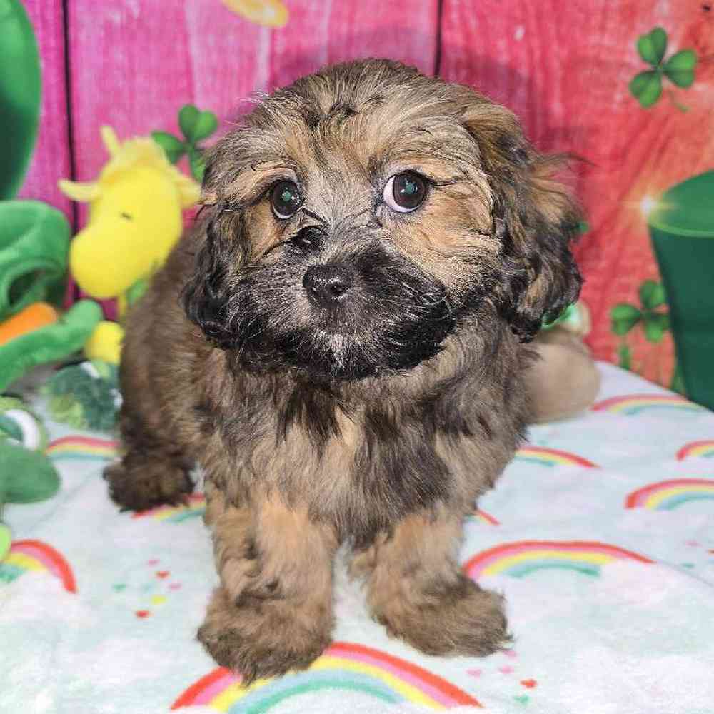 Female Shipoo Puppy for Sale in Virginia Beach, VA