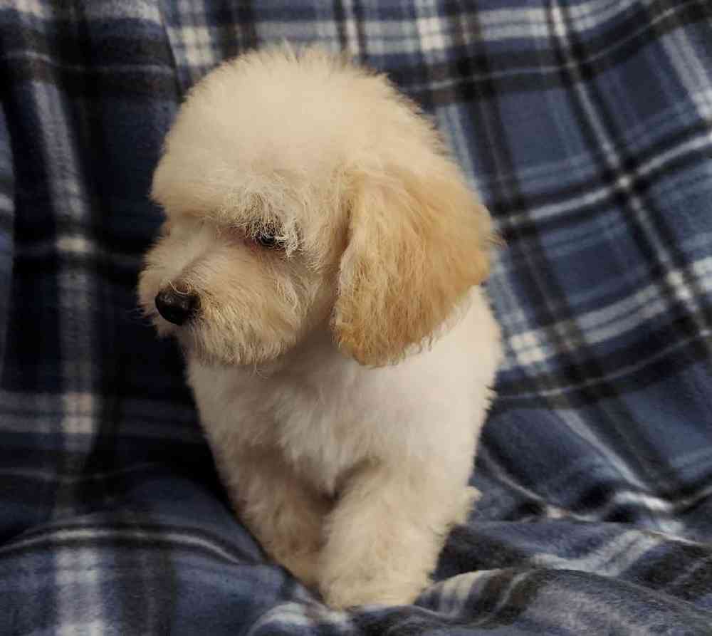 Male Poodle Toy Puppy for sale