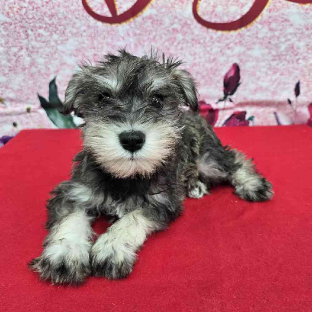 Male Mini Schnauzer Puppy for Sale in Virginia Beach, VA