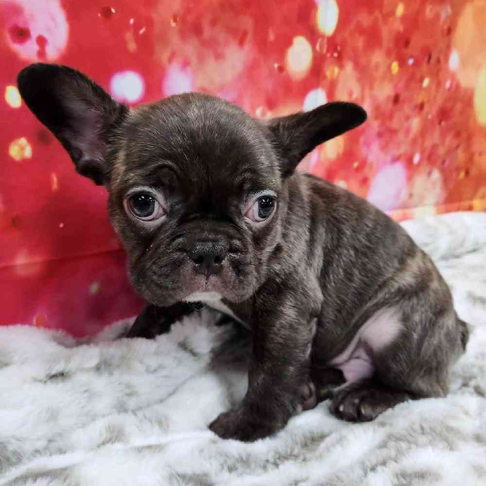 Male French Bulldog Puppy for Sale in Virginia Beach, VA