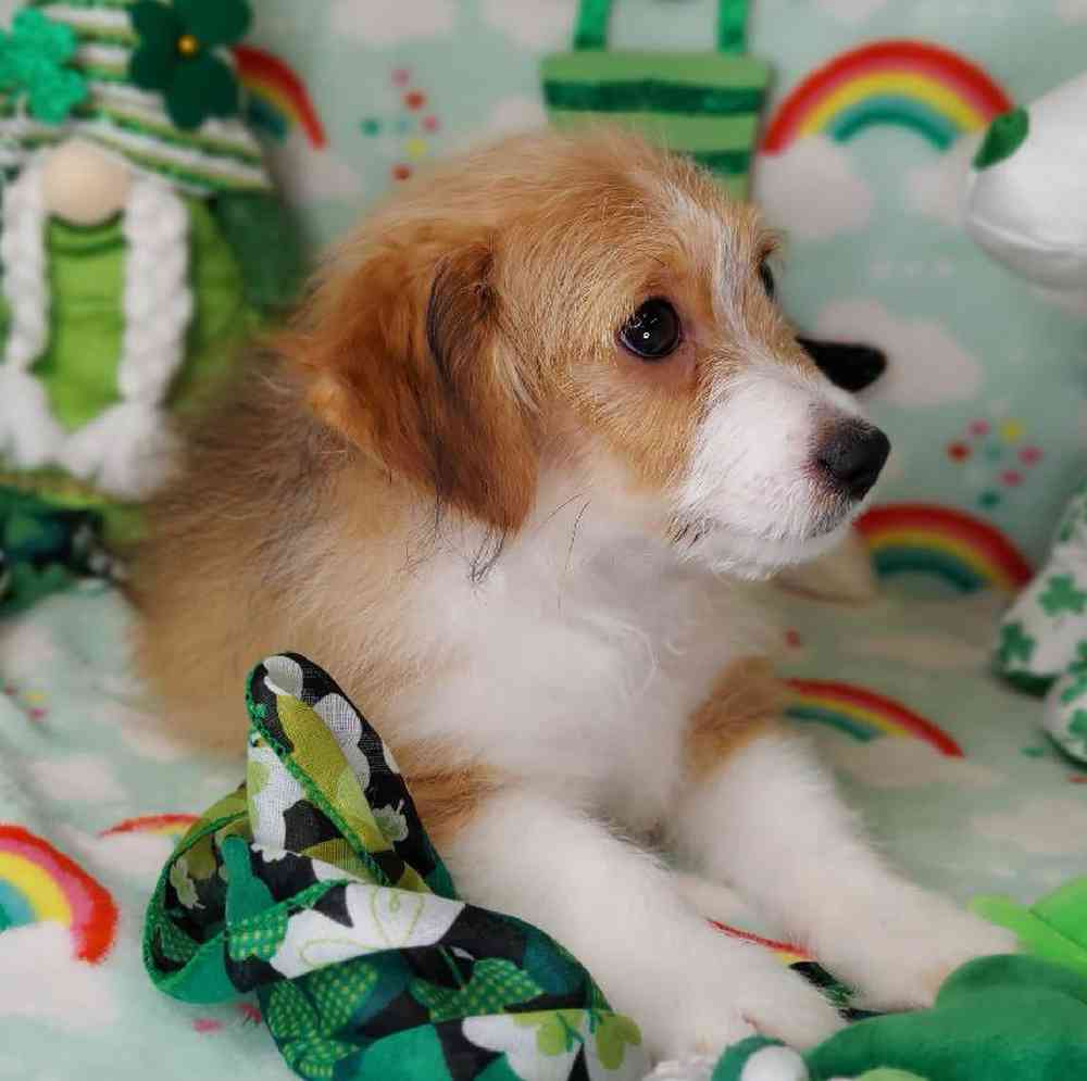 Male Toy Aussiedoodle Puppy for sale