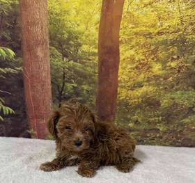 Maltipoo