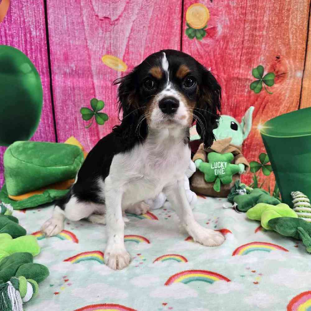 Male Cavalier King Charles Spaniel Puppy for Sale in Virginia Beach, VA