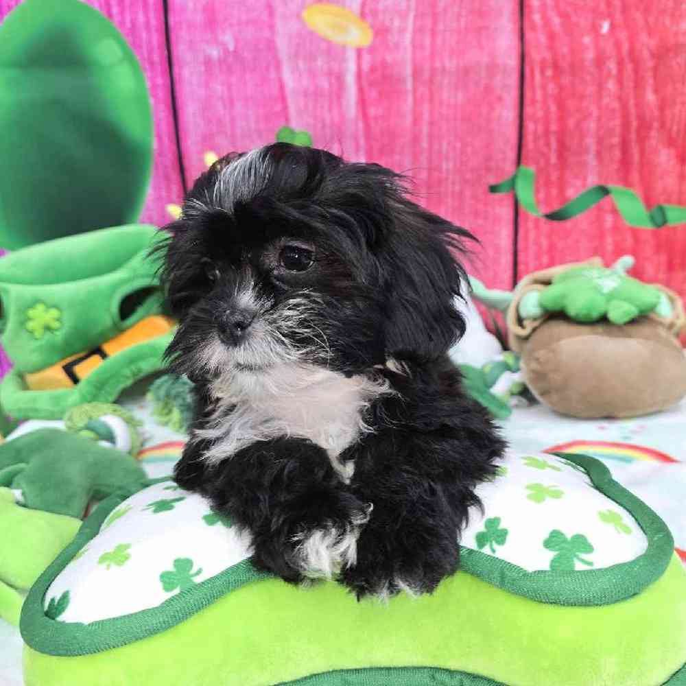 Female Shipoo Puppy for Sale in Virginia Beach, VA