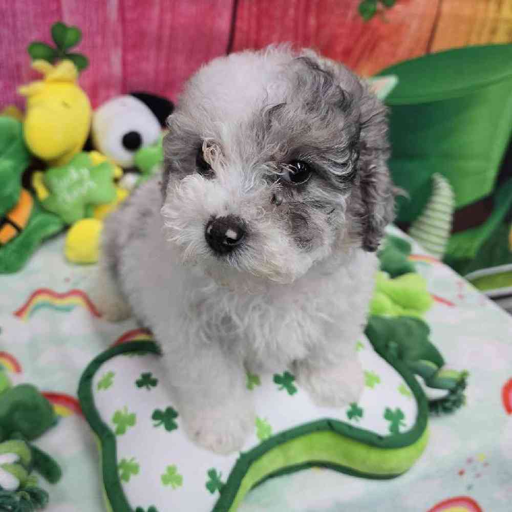 Female Maltipoo Puppy for Sale in Virginia Beach, VA
