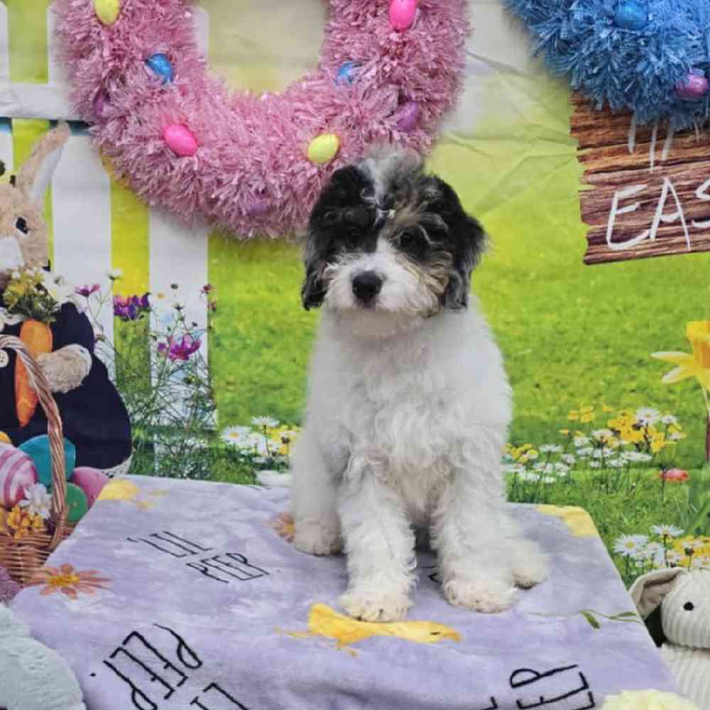 Male Mini Bernadoodle Puppy for Sale in Virginia Beach, VA