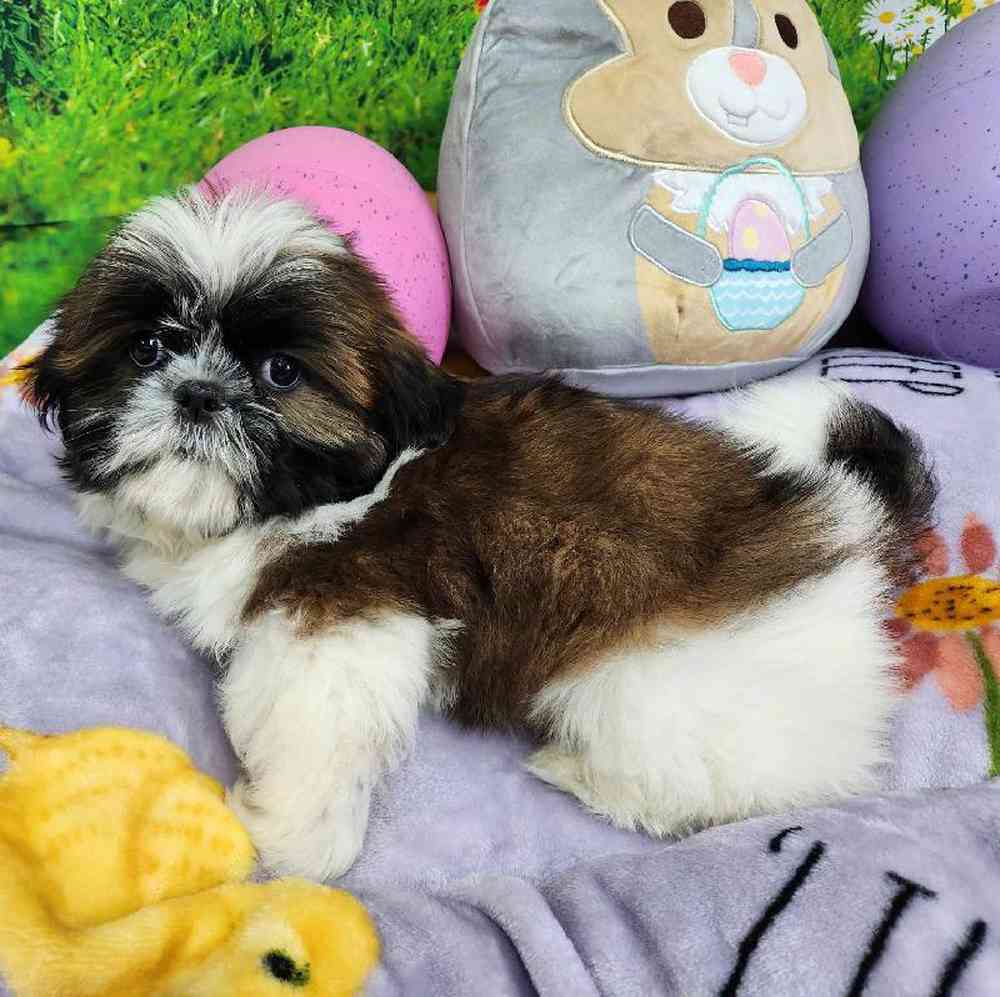 Male Shih Tzu Puppy for Sale in Virginia Beach, VA