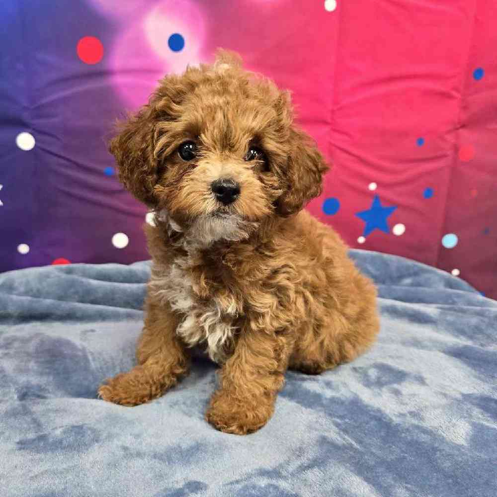 Female Cavapoo Puppy for Sale in Virginia Beach, VA