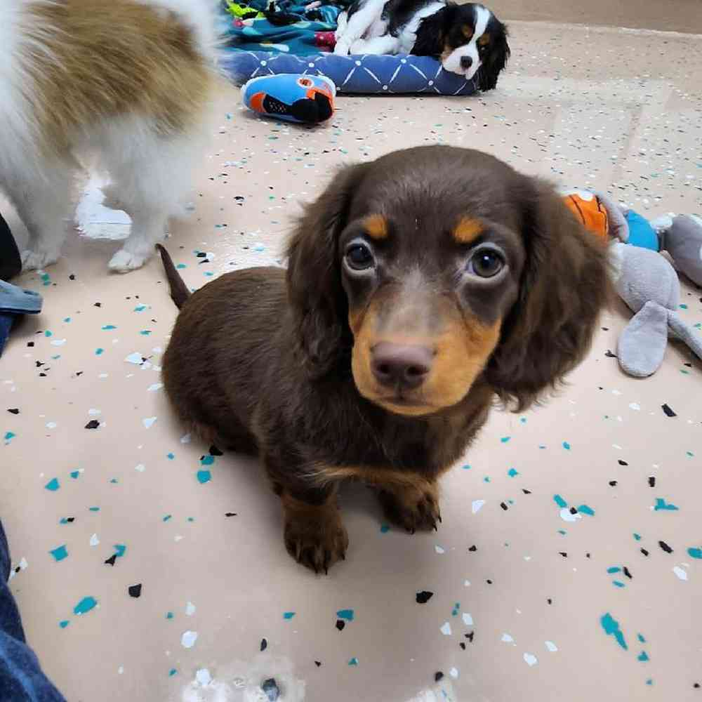 Female Dachshund Puppy for Sale in Virginia Beach, VA