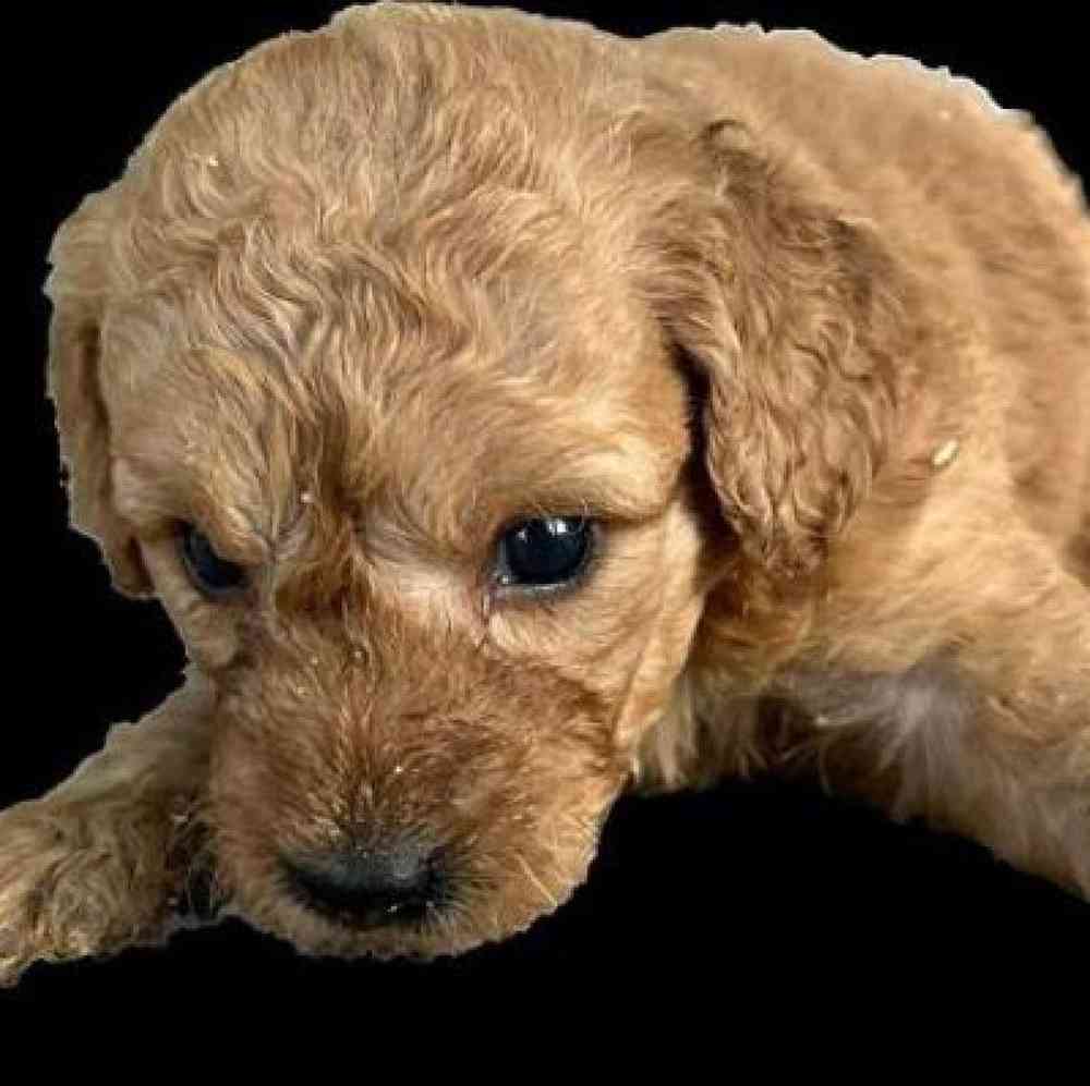 Female Mini Goldendoodle Puppy for Sale in Virginia Beach, VA