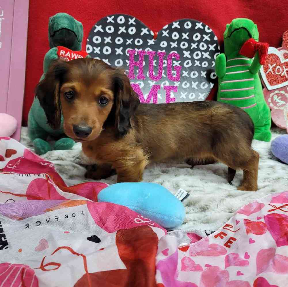 Male Dachshund Puppy for Sale in Virginia Beach, VA