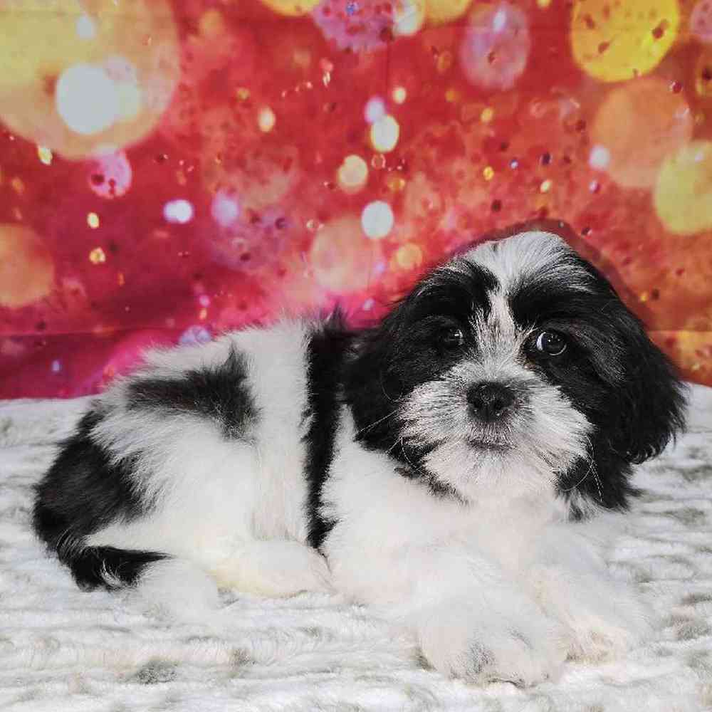 Male Malshi Puppy for Sale in Virginia Beach, VA