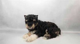 Mini Schnauzer
