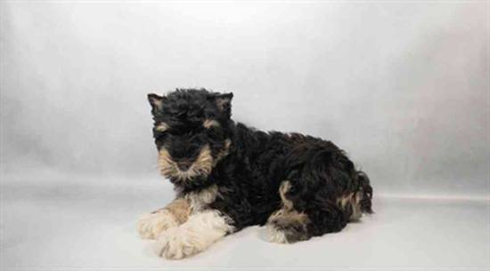 Mini Schnauzer