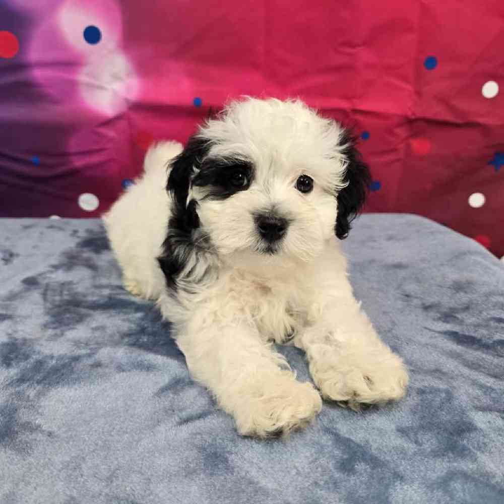 Male Maltipoo Puppy for Sale in Virginia Beach, VA