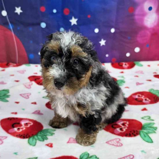 Mini Bernadoodle