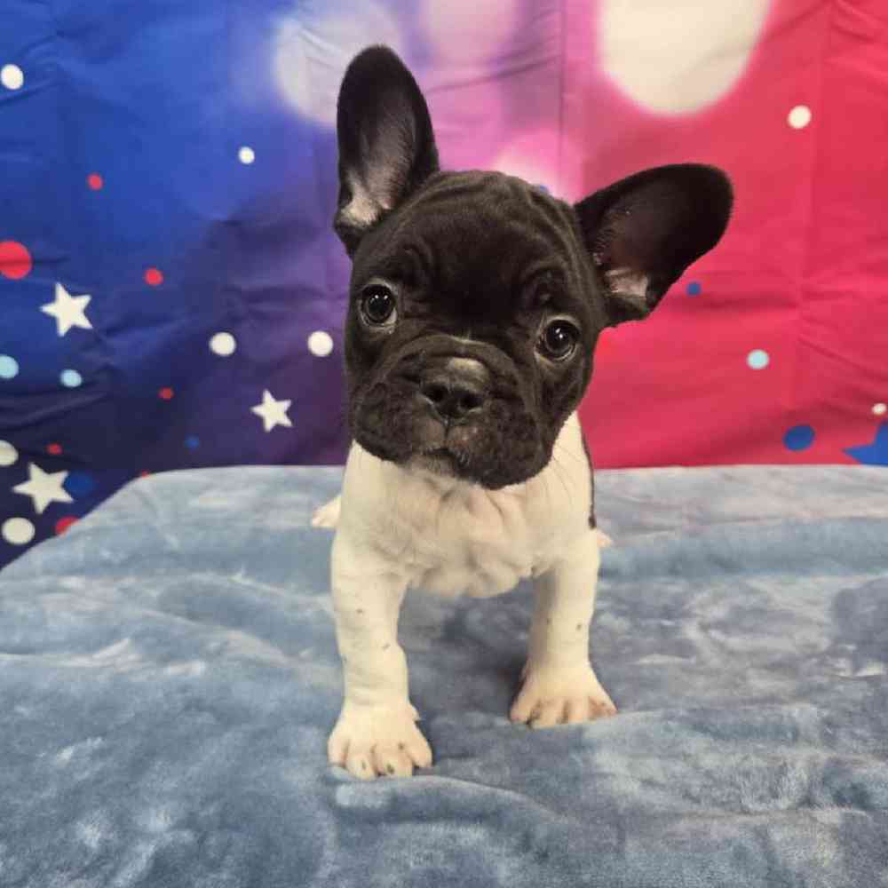 Male French Bulldog Puppy for Sale in Virginia Beach, VA