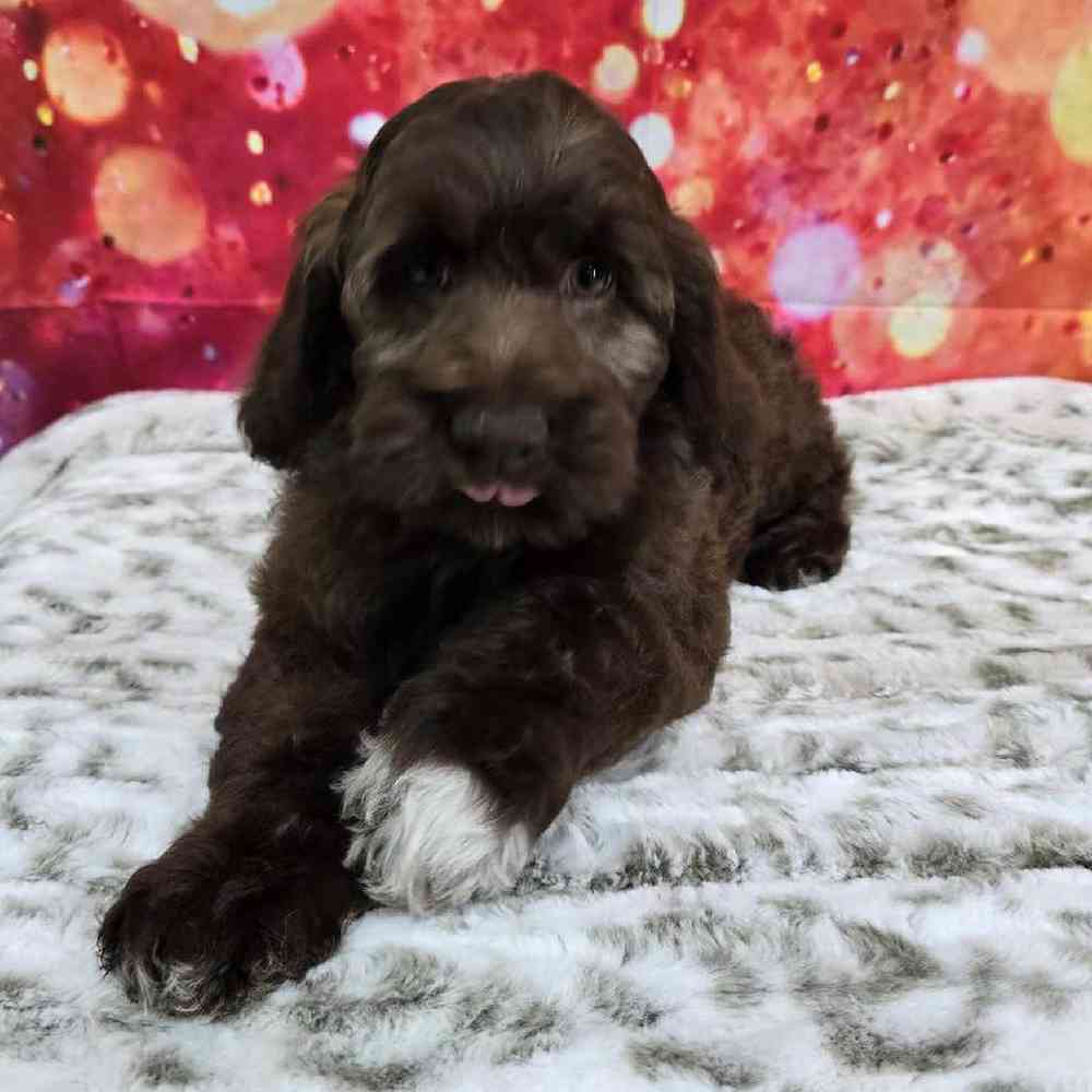 Female Cockapoo Puppy for Sale in Virginia Beach, VA