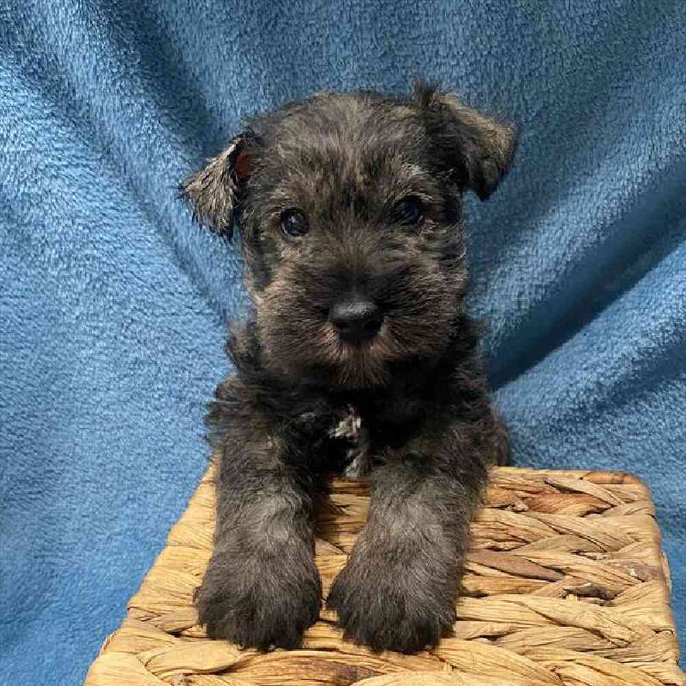 Male Mini Schnauzer Puppy for Sale in Virginia Beach, VA
