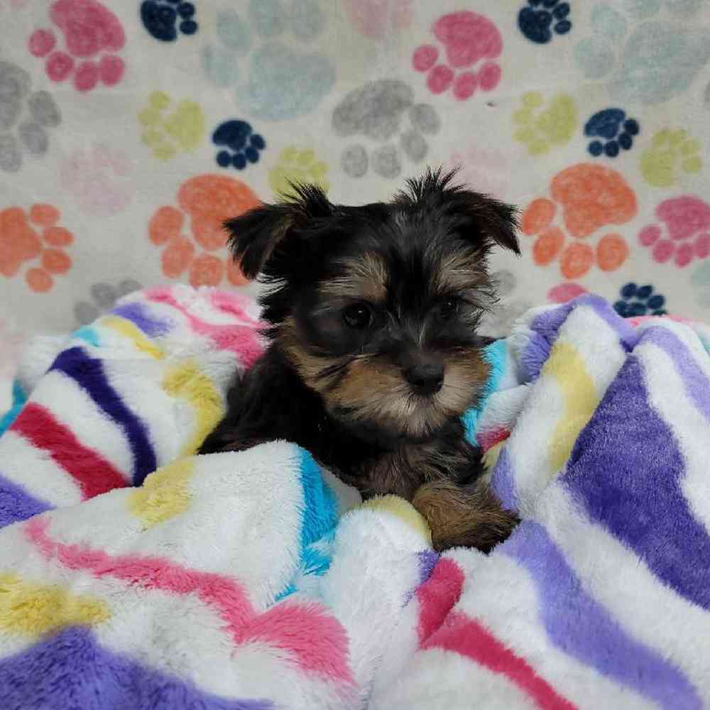 Male Morkie Puppy for Sale in Virginia Beach, VA