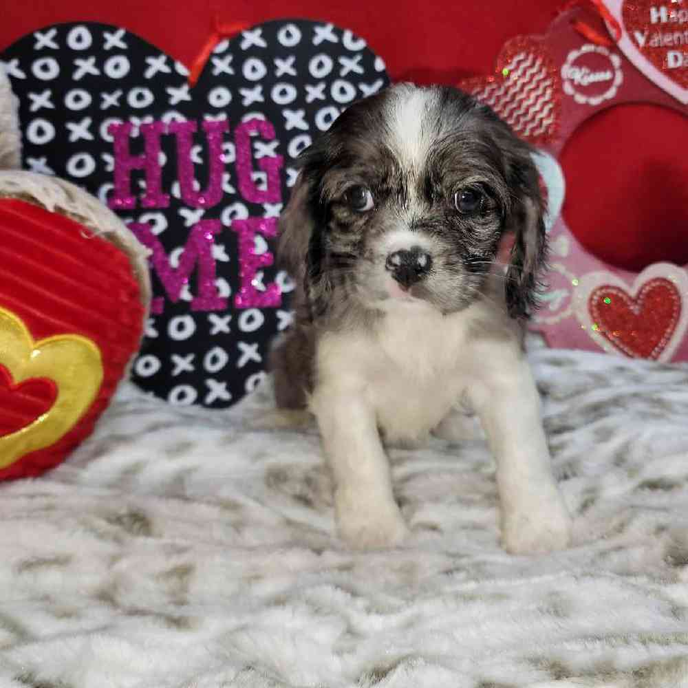 Female Cockapoo Puppy for Sale in Virginia Beach, VA