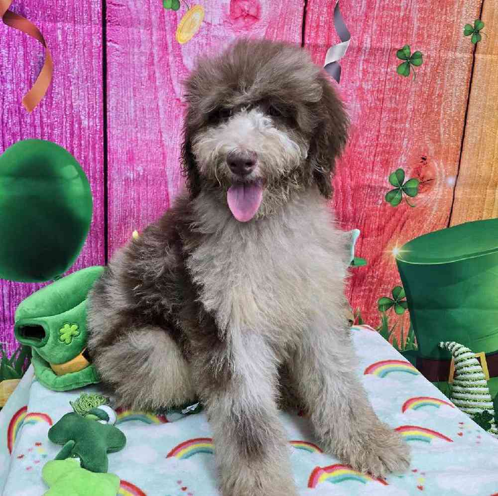 Female Standard Poodle Puppy for Sale in Virginia Beach, VA
