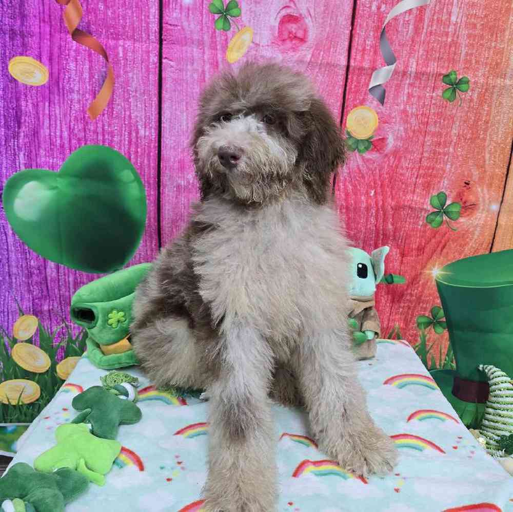 Female Standard Poodle Puppy for Sale in Virginia Beach, VA