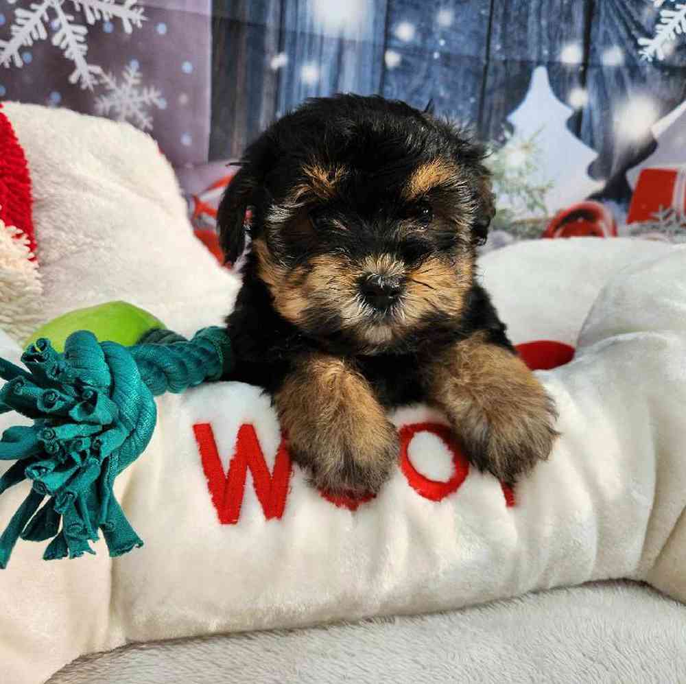 Female Morkie Puppy for Sale in Virginia Beach, VA