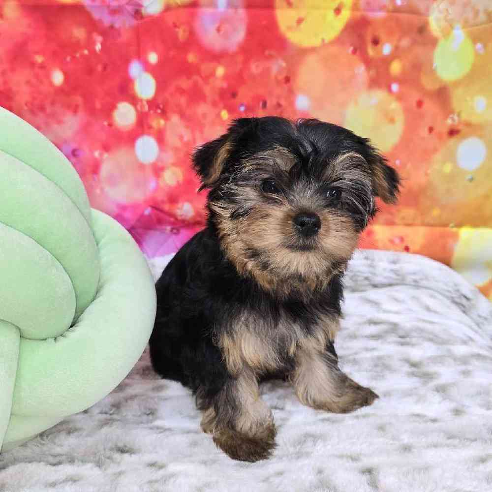 Female Yorkie Puppy for Sale in Virginia Beach, VA