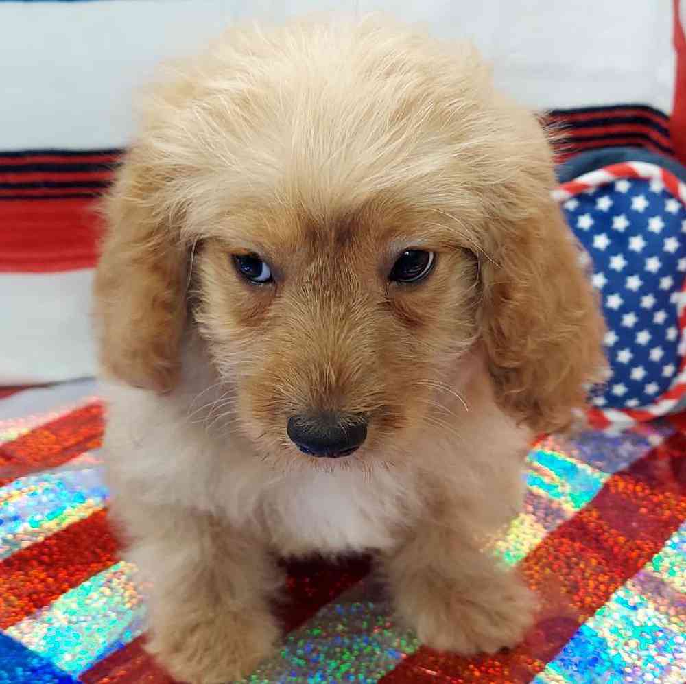 Male Cavapoo Puppy for sale