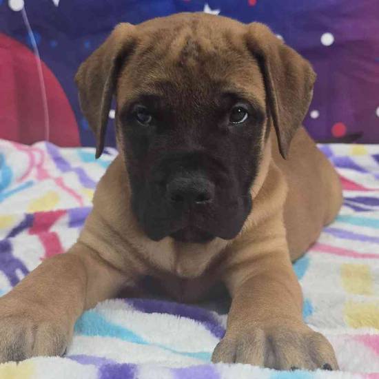 Bullmastiff