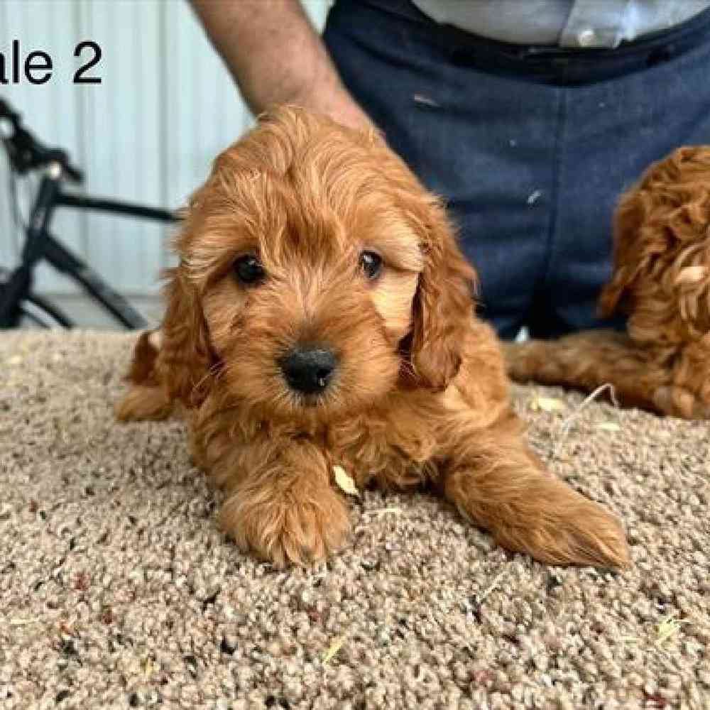 Female Mini Goldendoodle Puppy for Sale in Virginia Beach, VA