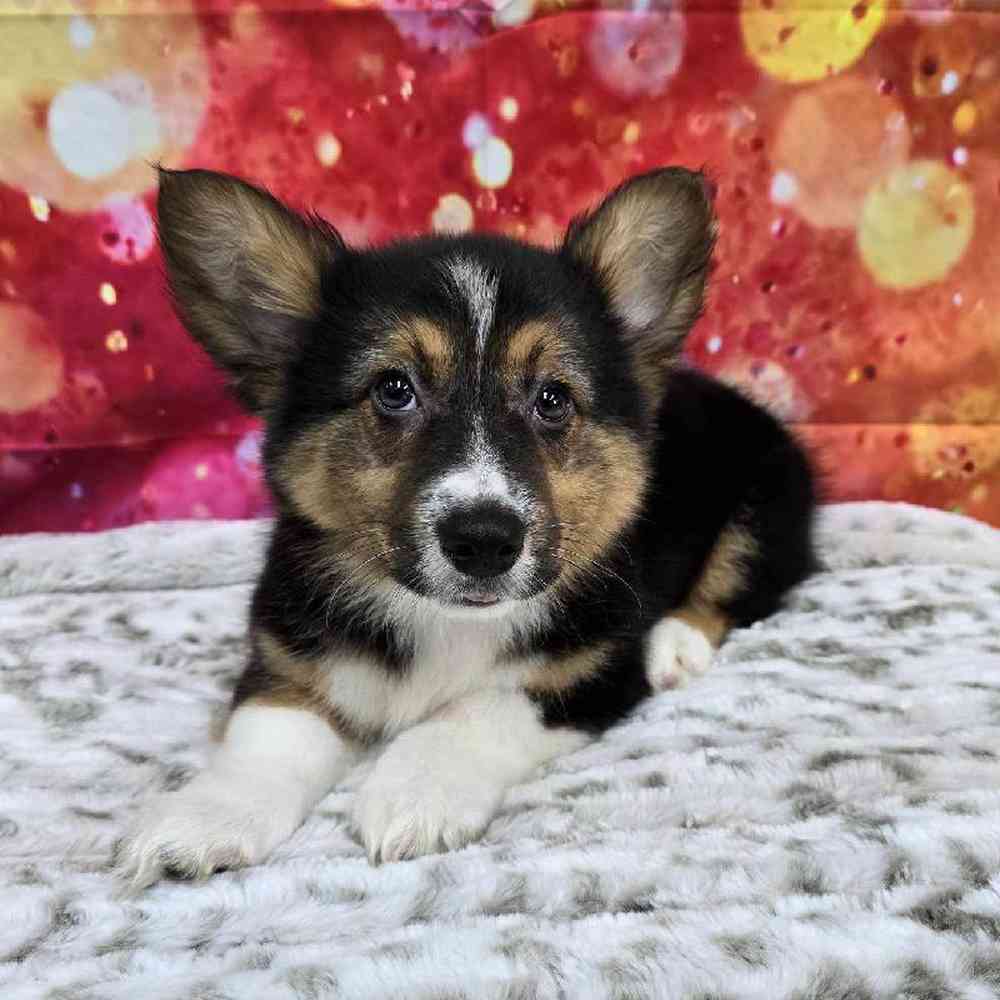Male Pembroke Welsh Corgi Puppy for Sale in Virginia Beach, VA